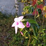 Cryptostegia madagascariensisFlower