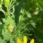 Senecio glaucus Leaf