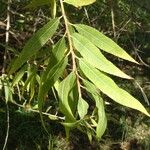 Salix gooddingii Leaf