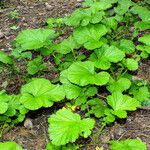 Geum macrophyllum Libunga
