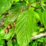 Flemingia strobilifera Blad