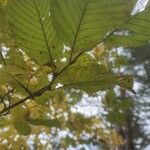 Betula maximowicziana 葉