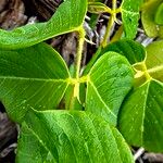 Clitoria falcata برگ