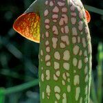 Sarracenia minor आदत