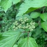 Viburnum dilatatum Virág