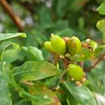 Hypericum hircinum Ffrwyth