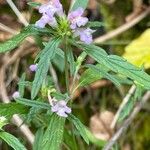 Galeopsis ladanum Fiore