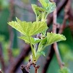 Ribes rubrum Leaf