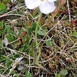 Cardamine plumieri