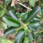 Aloysia gratissima Φύλλο