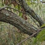 Salix amygdaloides Rinde