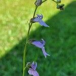 Lobelia spicata Fiore