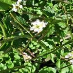 Cardamine parviflora Квітка