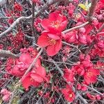 Chaenomeles × superba Flower