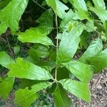 Quercus falcata Φύλλο