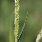 Trisetaria panicea Blad