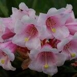 Rhododendron calophytum Λουλούδι