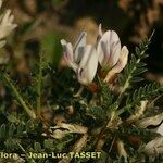 Astragalus terraccianoi Blüte