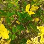 Ligustrum ovalifolium Leaf