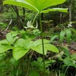 Trillium cernuum Staniste