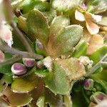 Draba verna Blad