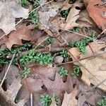 Callitriche terrestris Blad