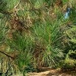 Pinus pinasterBlad