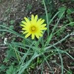 Tragopogon dubiusFlor