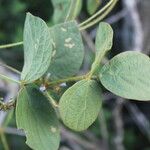 Calopogonium mucunoides Fruit