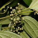 Miconia rubescens Cvet