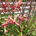 Anigozanthos viridis 花