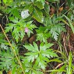 Geranium reuteri Hostoa