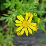 Senecio squalidus Blomma