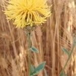 Centaurea collina Leaf