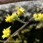 Aurinia petraea Otro