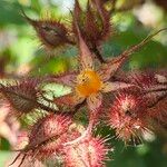 Rubus phoenicolasius Fula
