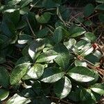 Gaultheria procumbens Blatt