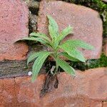 Erigeron sumatrensis Агульны выгляд