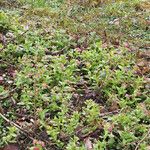 Pulmonaria rubra Habit