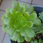 Aeonium castello-paivae Likasa