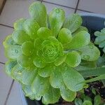 Aeonium castello-paivae Fuelha