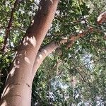 Ficus thonningii Облик