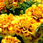 Tagetes erecta 花