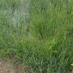 Paspalum distichum 整株植物