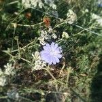 Cichorium intybus Kvet