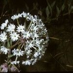 Abronia fragrans 花