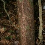 Aniba parviflora Кора