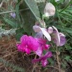 Lathyrus sylvestris Λουλούδι