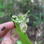 Monodora carolinae Flower