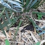 Encephalartos lehmannii Corteza